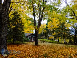 Leaves Not Raked