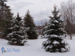 Trees Dusted Again