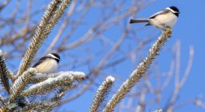 Sunny Chickadees