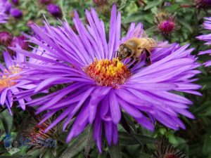 Collecting Pollen