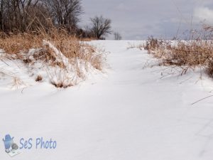 Gray Winter Day