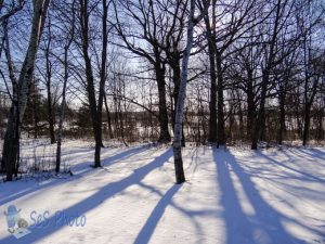 Long Winter Shadows