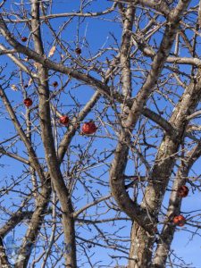 Frozen Apples