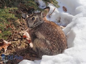 Winter Bunny