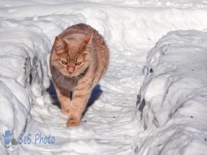 Snow Cat