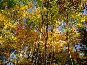 Range of Autumn Colors