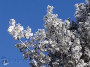 Frosty Pine Needles