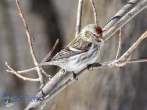 Missing Redpoll