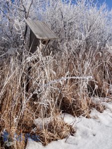 Waiting for Spring Birds