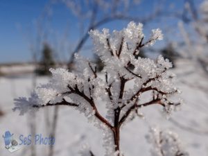 Ice Flower