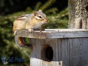 A Chipmunk Returns