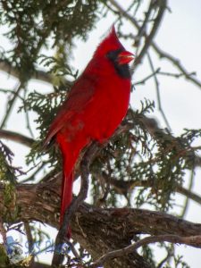 Happy Cardinal