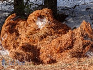 Snow Piney Creature