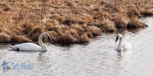 Returning Swans