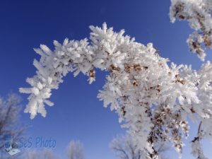 White Frost