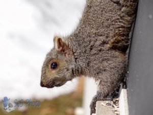 Angry Squirrel