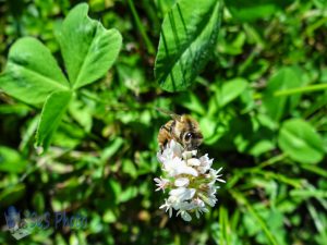 Bee in Clover