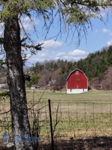 Springtime Red