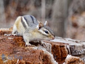 Springtime Chipmunk