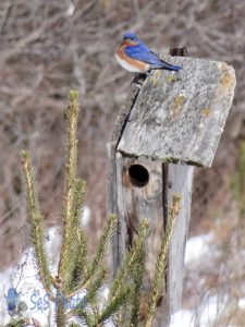 Waiting for Bluebirds