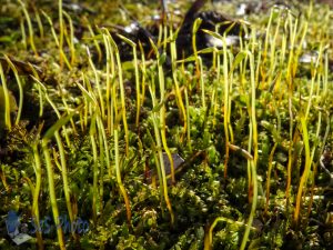 Moss Sporophytes