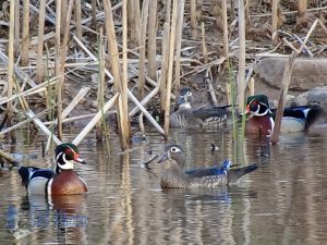 Wood Ducks Return