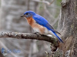 Bluebird Returns