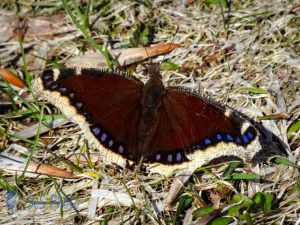 Mourning Cloak Butterfly