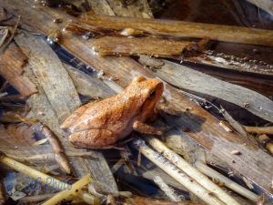 Spring Peeper