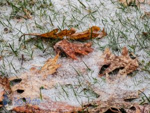 Ice Coated Leaves