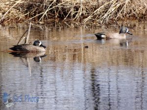 Visiting Blue-winged Teals