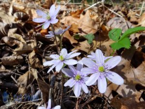 Season's First Wildflower