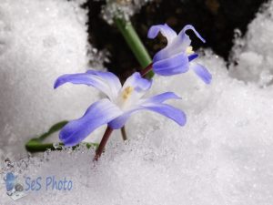 Glory-of-the-Snow