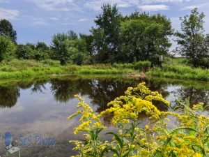 Summer at the Pond