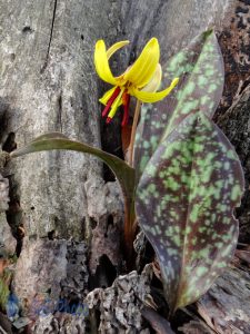 Yellow Trout Lily