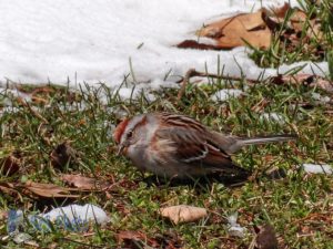 American Tree Sparrow