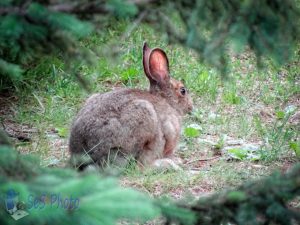 Rabbit Waiting