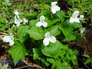 Great White Trillium Blossoms