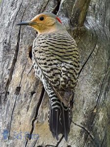 A Northern Flicker