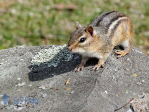 Crafty Chipmunk