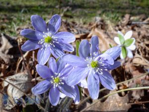 Sunny Hepaticas