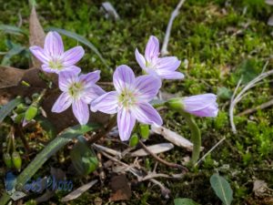 May Day Spring Beauties