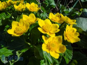 Yellow Marsh Marigolds