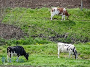 Pasture Time