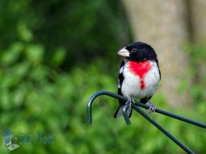 Male Rose-breasted Grosbeak