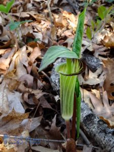 Jack-in-the-Pulpit