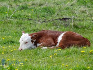 Napping Calf