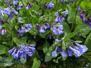 Blue Virginia Bluebells