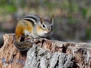 Chipmunk Toy