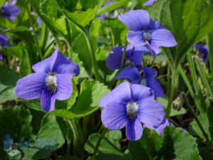 Wood Violets